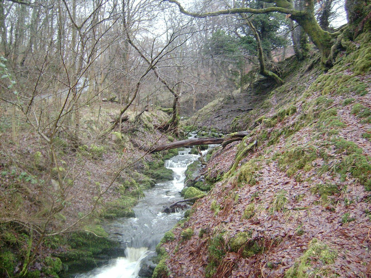 Ystradgynlais Cwm Giedd in the Brecon Beacons National Park (Grey Wolf)